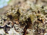 Parmotrema hypoleucinum image