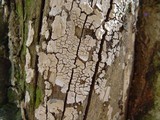 Xylobolus frustulatus image