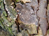 Xylobolus frustulatus image