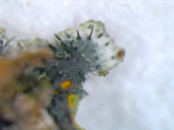 Phaeophyscia rubropulchra image