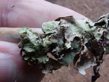 Hypogymnia physodes image
