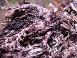 Platismatia stenophylla image