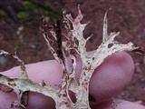 Platismatia stenophylla image