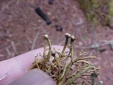 Sphaerophorus tuckermanii image