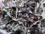 Platismatia stenophylla image