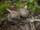 Lycoperdon umbrinum image