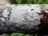 Lecanora albella image