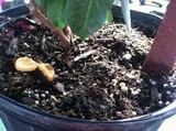 Gymnopilus luteofolius image
