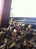 Gymnopilus luteofolius image