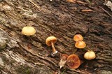 Galerina oregonensis image