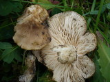 Lyophyllum decastes image
