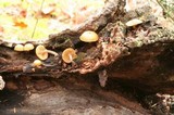 Galerina oregonensis image