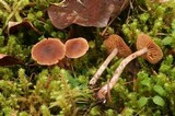 Cortinarius casimiri image
