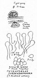 Tetrapyrgos subdendrophora image