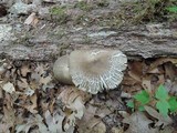 Megacollybia rodmani image