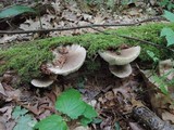 Megacollybia rodmani image