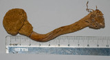 Boletellus dissiliens image
