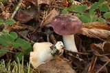 Russula cessans image
