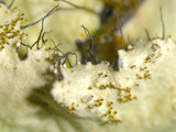 Parmotrema xanthinum image