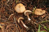Inocybe hotsoniana image