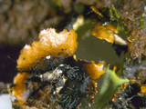 Parmotrema xanthinum image