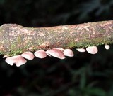 Melanotus horizontalis image