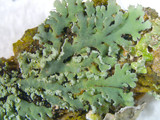 Heterodermia obscurata image