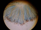 Peziza violacea image