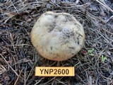 Russula amoenolens image