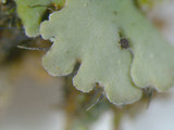 Heterodermia obscurata image