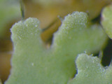 Heterodermia obscurata image