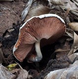 Volvariella volvacea image