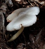 Volvariella volvacea image