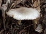 Volvariella volvacea image