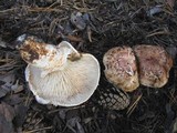 Tricholoma zelleri image
