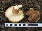 Tricholoma zelleri image