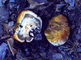 Tricholoma zelleri image