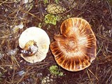 Tricholoma zelleri image