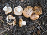 Tricholoma zelleri image