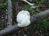 Tyromyces chioneus image