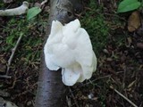 Tyromyces chioneus image