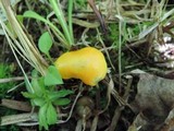 Hygrocybe glutinipes image