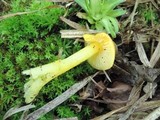 Hygrocybe glutinipes image
