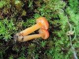 Hygrocybe miniata image