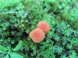 Hygrocybe miniata image