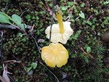 Hygrocybe glutinipes image