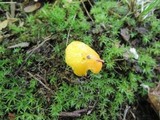 Hygrocybe glutinipes image