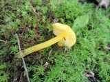 Hygrocybe glutinipes image