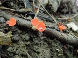 Sarcoscypha occidentalis image