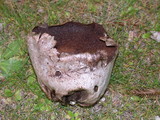 Handkea utriformis var. utriformis image